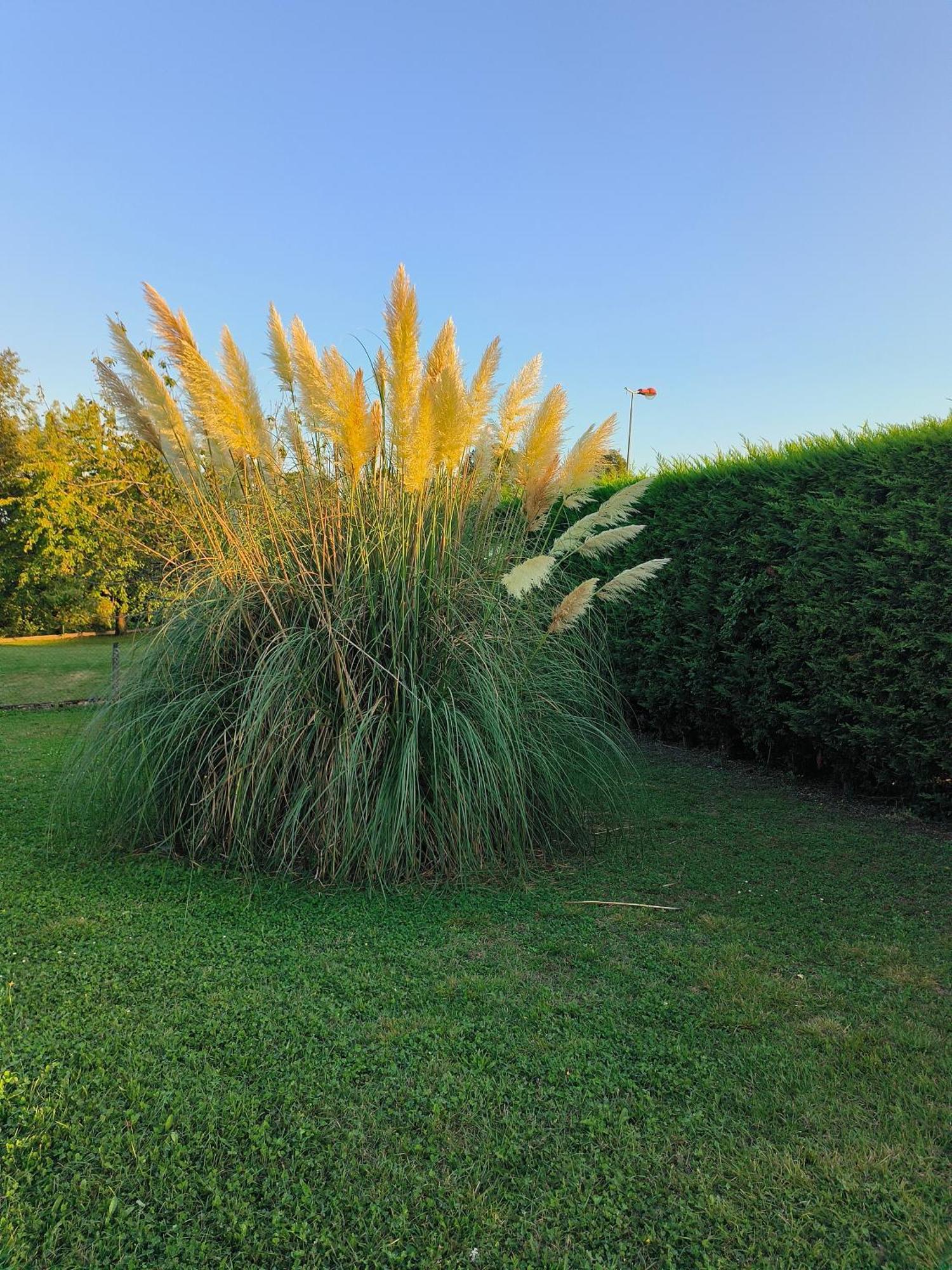 Bed and Breakfast Vegetal Jungle à Blaye-Les-Mines Extérieur photo
